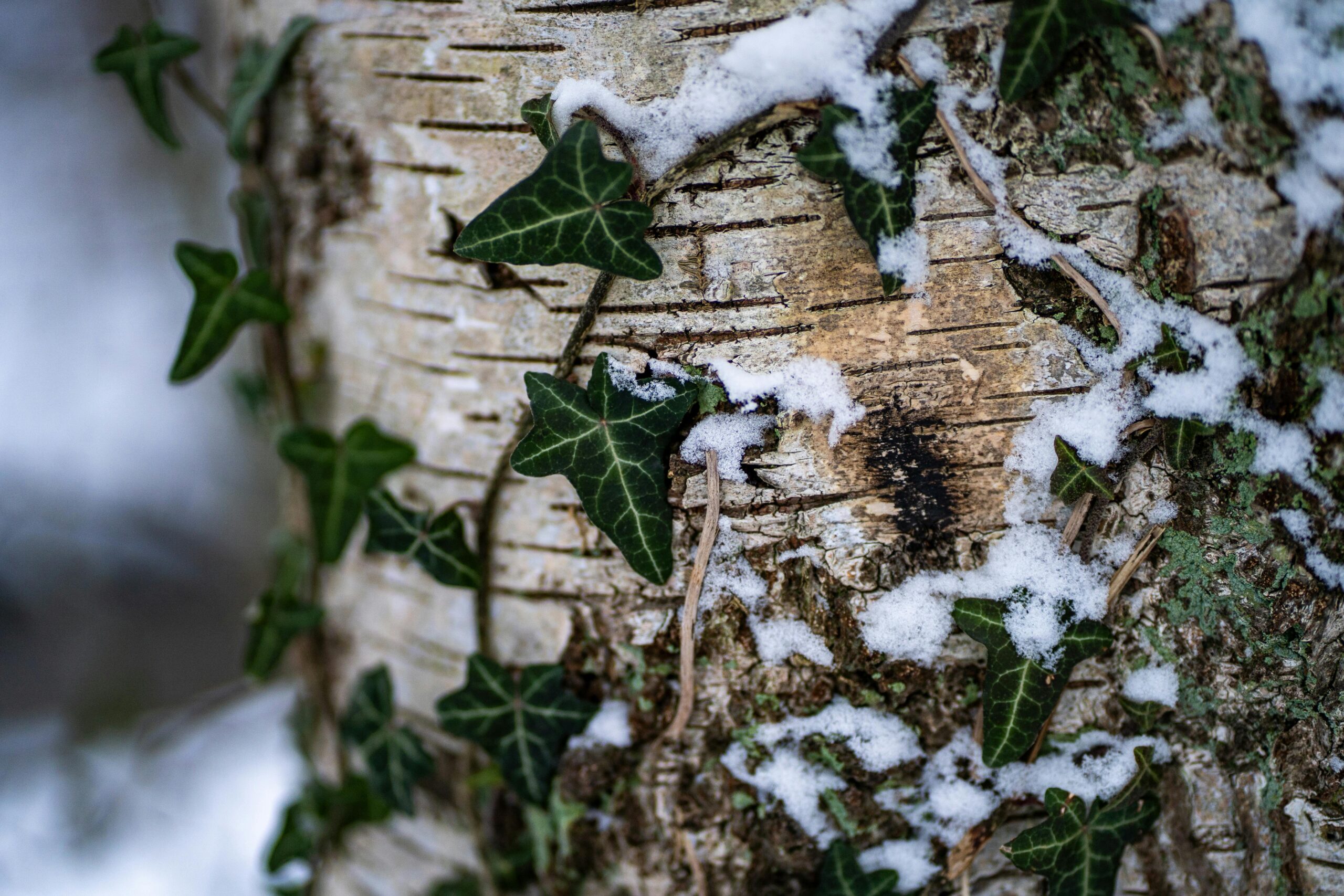 Close-up of ivy growing on a birch tree trunk covered with snowflakes.