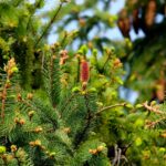 fir trees, needles, cones, pine cones, pine needles, trees, nature, fir needles, green, evergreen, conifers, coniferous, conifer forest, branches, fir, fir trees, pine needles, trees, trees, nature, green, evergreen, conifers, conifers, fir, fir, fir, fir, fir
