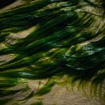 Close-up of vibrant green seaweed on a sandy beach, showcasing texture and natural beauty.