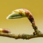 Macro shot of a budding branch in spring, featuring delicate textures and vibrant colors.